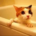 billycat
